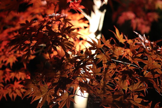 Autumn leaves in Japan (Eikando Temple)