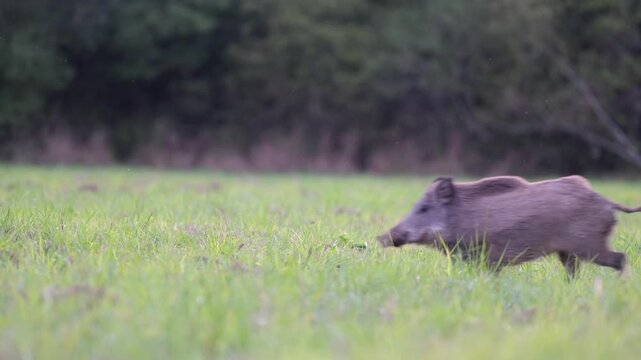 Two striped piglets wild boars eating walking and trotting in a plain at the edge of a forest at dusk followed by their mother who runs. Sus scrofa, Sologne, Loiret, r&eacute;gion Centre, France, Europe