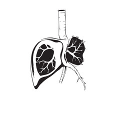 Anatomical illustration of human lungs and trachea vector.