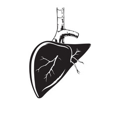 Anatomical illustration of human lungs and trachea vector.