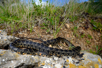 Hufeisennatter // Horseshoe whip snake // Culebra de herradura (Hemorrhois hippocrepis) - Spanien