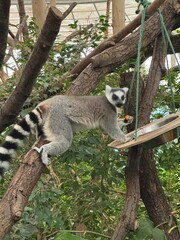 Obraz premium lemur on tree