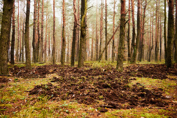 Fototapety na wymiar - Fototapeta24.pl