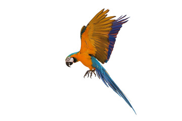 Colorful flying Blue and Gold Macaw parrot isolated on transparent background png file	