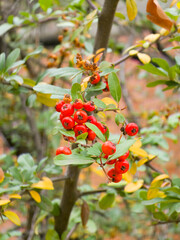 Vibrant red berries on a branch in an autumn garden