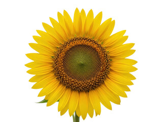 Obraz premium Isolated Single bright yellow sunflower plant blossom on a stem fresh from a garden outdoors