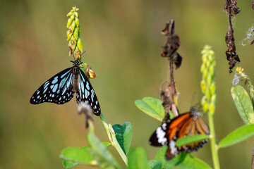 Butterfly Feeding on Bright Flowers in Sunny Garden