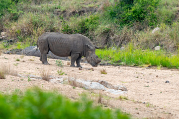 Fototapeta premium Rhinocéros blanc