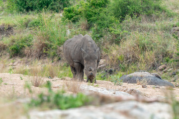 Fototapeta premium Rhinocéros blanc
