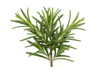 Isolated aromatic culinary rosemary twig, herb for flavoring food, aromatic herb for cooking