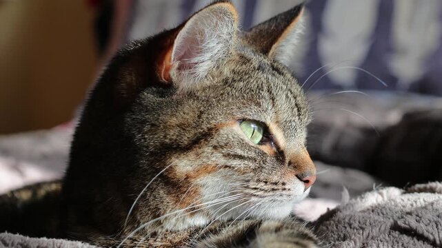 muso di gatto sul letto