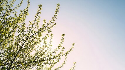 thin spring branches and small green leaves, surrounded by soft empty sky area, sunlight diffused, gentle pastel hues