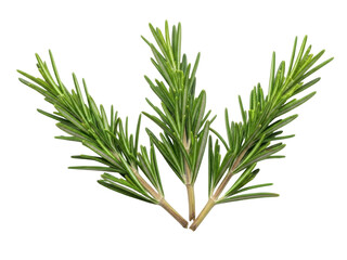 Isolated aromatic rosemary sprigs arrangement, ingredient for cooking, culinary herb twigs