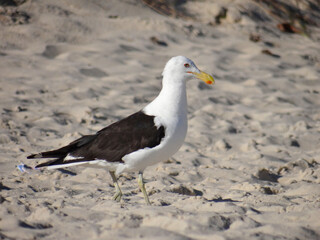 Obraz premium Seagull standing on sandy beach