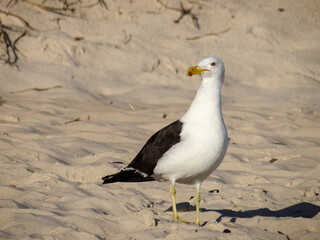 Obraz premium Seagull standing on sandy beach