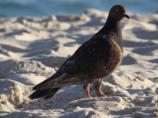 Fototapeta premium Pigeon standing on sandy beach