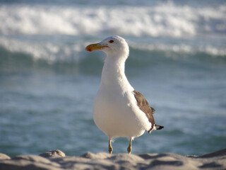 Obraz premium Seagull standing on sandy beach with ocean waves in background