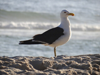 Seagull standing on sandy beach by the ocean