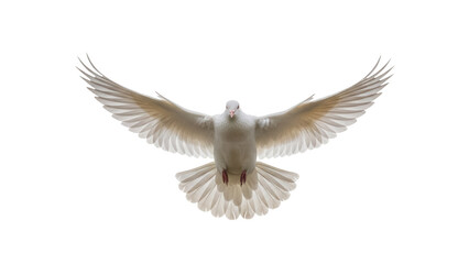 Obraz premium Dove in flight PNG isolated on transparent background, white bird with spread wings for peace and freedom concepts