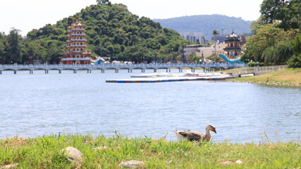 lake view of kaohsiung lotus pond