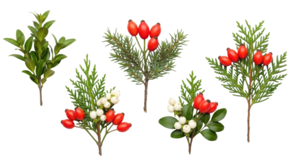 Isolated Winter foliage and red berries seasonal sprigs natural festive embellishments
