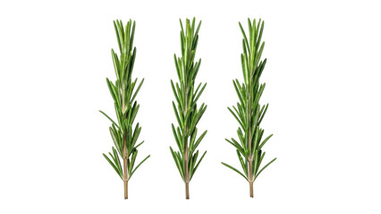 Isolated fresh rosemary sprigs close up, fragrant green herbs for culinary or aromatherapy uses