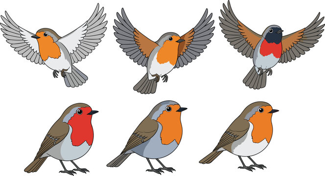 European robin bird character set showing flying and standing poses for wildlife illustration, nature education and seasonal design