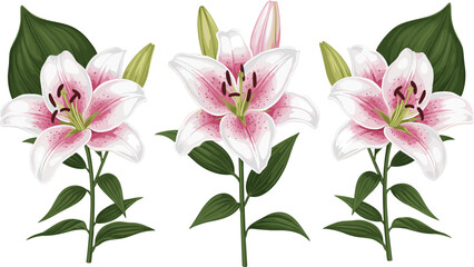 Beautiful pink and white lily flowers botanical vector set with green leaves for wedding, spring decoration, branding and packaging design
