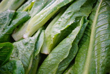 fresh spinach leaves. Green leafy vegetables picked from the garden are fresh and clean, ready to be used in cooking and eaten.