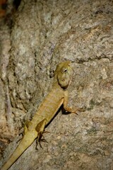 Oriental garden lizard resting on a tree branch in the forest