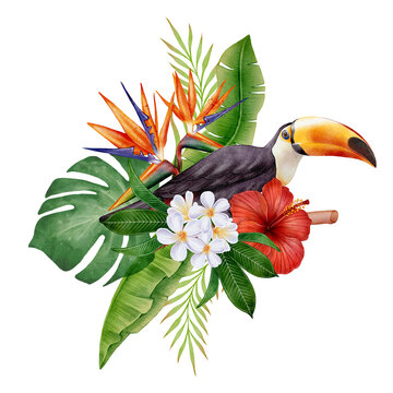 Watercolor tropical composition with toucan, hibiscus, plumeria and lush leaves. Exotic floral arrangement on white background for summer cards, posters, textile prints and vacation themed design.