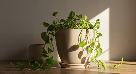 Potted plant with green leaves basking in sunlight on wooden surface  