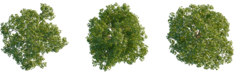 Alstonia scholaris tree plan, top view, cutout, transparent background, isolate, Three varied top-view renders of green trees with dense foliage on transparent