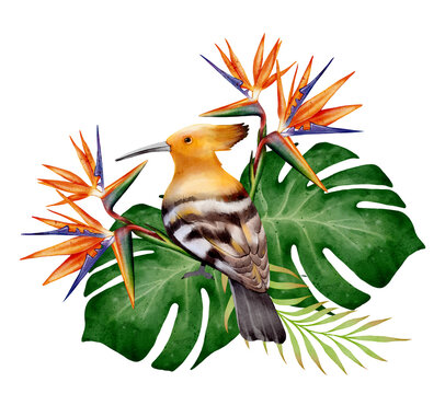 Watercolor illustration of hoopoe bird sitting with tropical strelitzia flowers and monstera leaves on white background. Ideal for summer cards, posters, invitations and exotic decor.