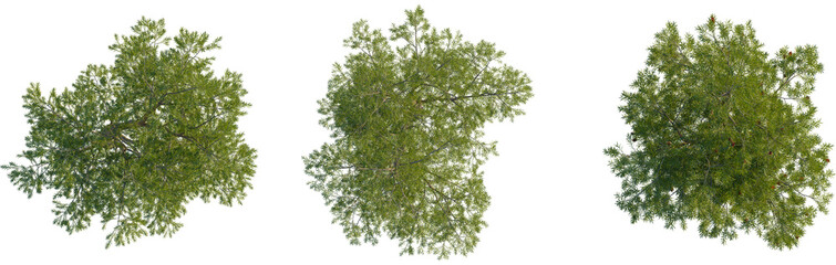 Callistemon viminalis tree plan, top view, cutout, transparent background, isolate, Three green foliage coniferous tropical evergreen forest summer trees isolated © DH Tree Stock
