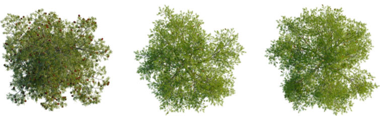 Callistemon viminalis tree plan, top view, cutout, transparent background, isolate, Three green foliage tropical evergreen forest summer trees with red cones