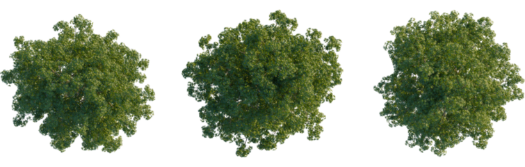 Alstonia scholaris tree plan, top view, cutout, transparent background, isolate, Three different top-view renders of lush green trees on transparent backdrop