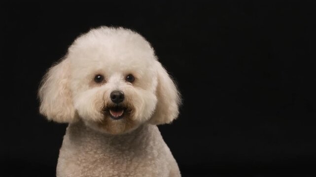 Adorable Bichon Frise Dog Portrait with Fluffy White Hair Isolated on Black Background
