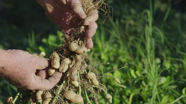 Farmer hands inspecting freshly harvested peanut plant