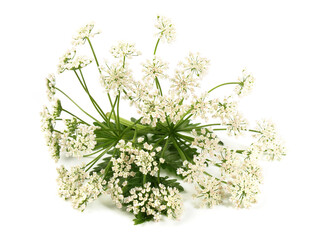 Food and Health - Hemlock Plant Blossom with Leaves  isolated on white Background