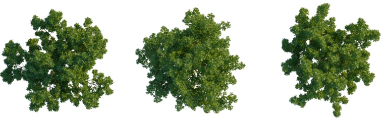 Cupaniopsis anacardioides tree plan, top view, cutout, transparent background, isolate, Three isolated top view green trees on checkered background for architectural plans