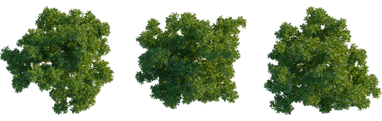 Cupaniopsis anacardioides tree plan, top view, cutout, transparent background, isolate, Three isolated top view green trees on checkered background for architectural plans