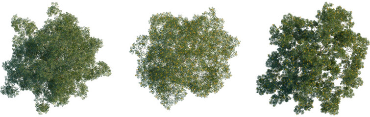 Libidibia ferrea tree plan, top view, cutout, transparent background, isolate, Three different trees with green leaves and yellow flowers on transparent background