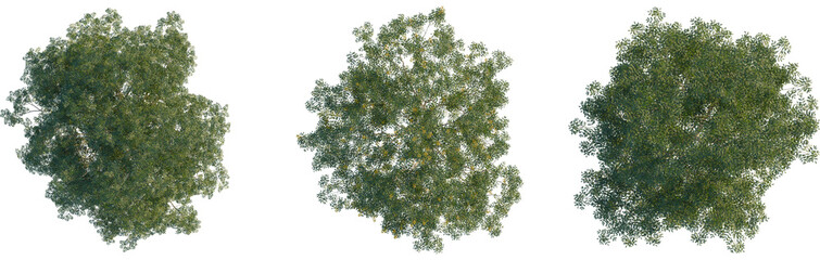 Libidibia ferrea tree plan, top view, cutout, transparent background, isolate, Three different trees with green leaves and yellow flowers on transparent background