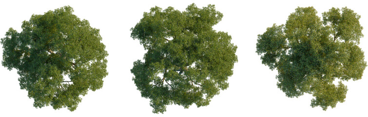 Melaleuca linariifolia tree plan, top view, cutout, transparent background, isolate, Three unique green deciduous trees viewed from above on a transparent background