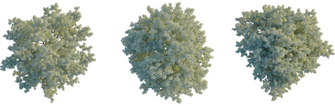 Sorbus aria tree plan, top view, cutout, transparent background, isolate, Three blooming deciduous trees with white flowers against a transparent background