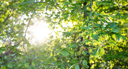 Sunlight gently filters through a canopy of lush green leaves, creating a serene atmosphere in a vibrant forest, highlighting the beauty of nature and the interplay of light and foliage