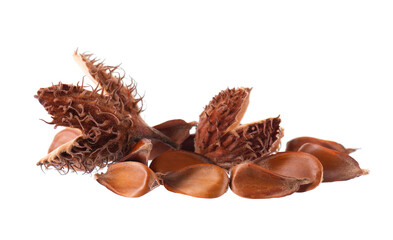 Beechnuts seeds isolated on white background. European beech nuts or Fagus sylvatica. Clipping path.