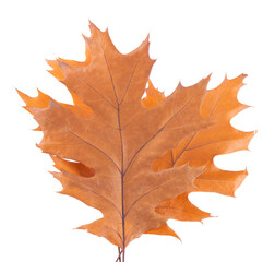 Oak leaf isolated on white background. Yellow autumn oak leaves. Clipping path. Top view.