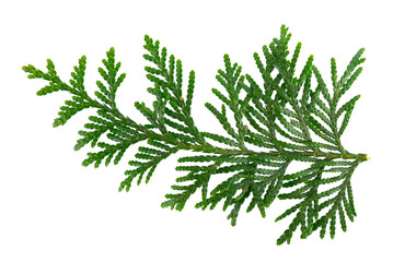 Thuja branch isolated on white background. Branch of green orientalis leaves. Clipping path.